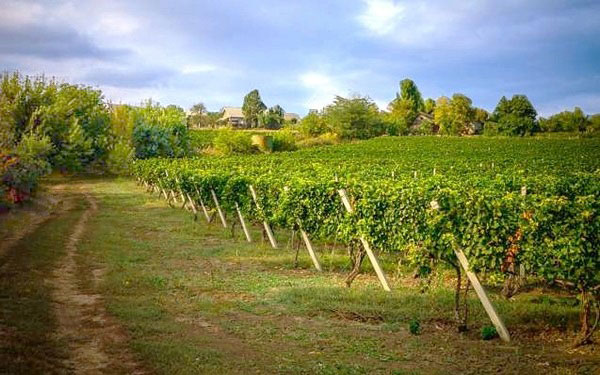 vigneti Vinăria Purcari