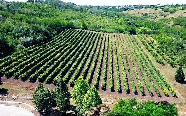 vigneto Vinăria Purcari