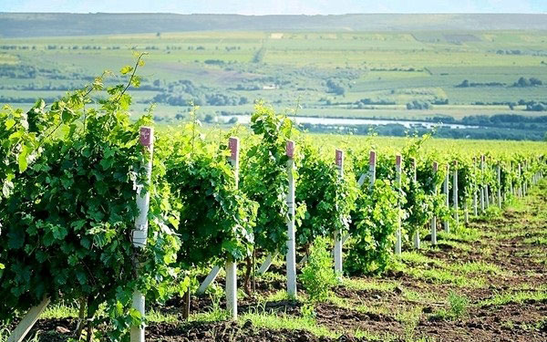 altro vigneto Vinăria Purcari