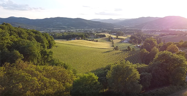 vigneti cantina Blasi