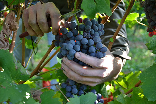 Sorpasso Carema nebbiolo