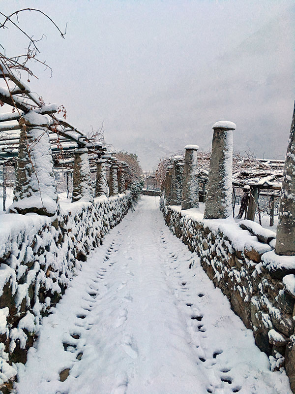Sorpasso Carema vigneto in inverno