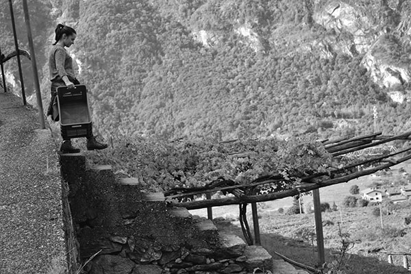 Sorpasso Carema vigneto