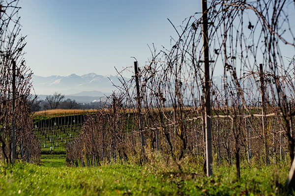 Vigneto Francesco Brigatti
