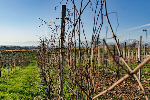 Vigneto Francesco Brigatti
