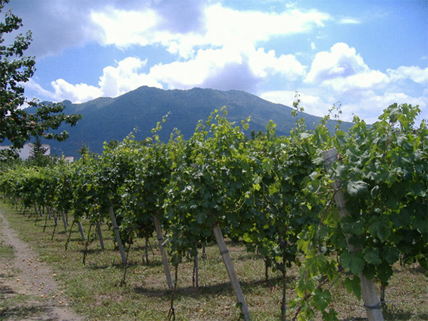 Vigneto Tenuta Augustea