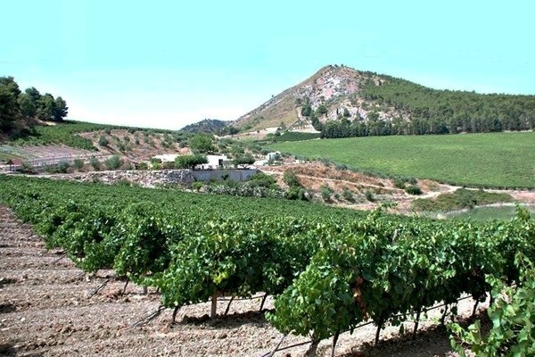 vigneto Cantine Ermes