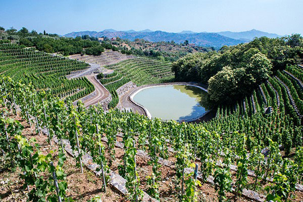 vigneti Cantine Ermes