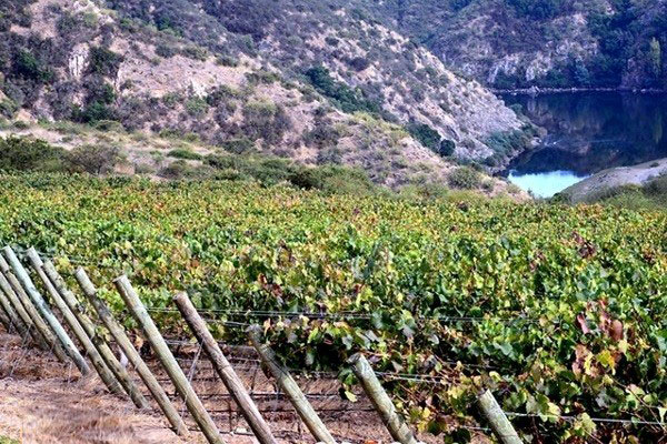Concha y Toro vineyards