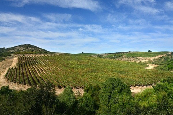Concha y Toro vineyards