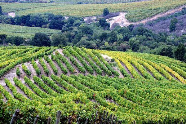 Concha y Toro vineyards