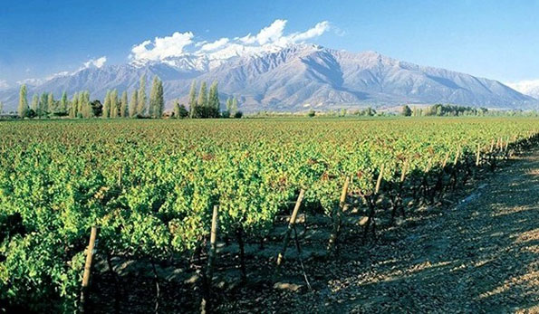 Concha y Toro vineyards