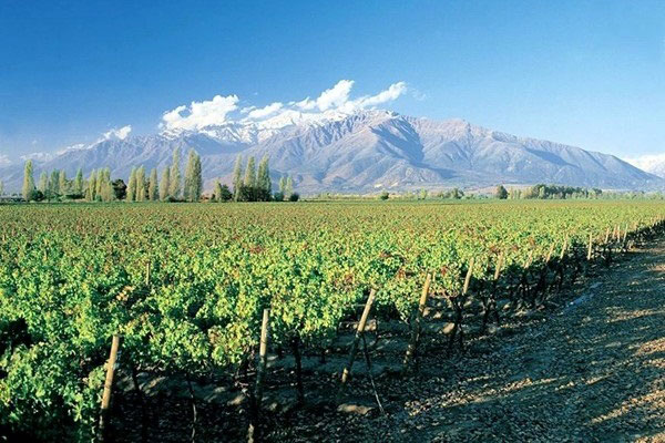 Concha y Toro vineyards