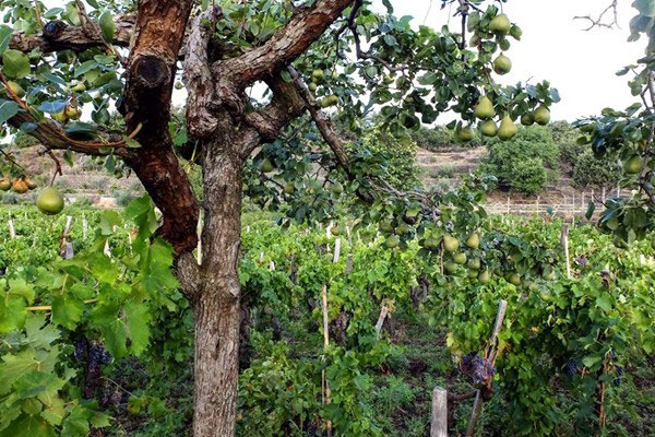 vigneto cantina Malopasso