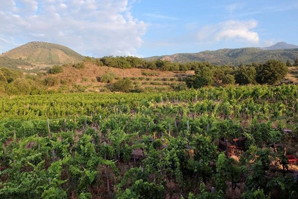 vigneto cantina Malopasso