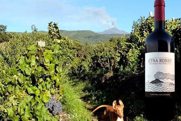 Etna Rosso "Contrada Petralunga" 2017 Cantina Malopasso