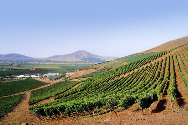 Viña Santa Rita vigneto