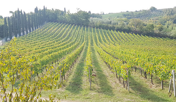 Vigneto Cappella Sant'Andrea
