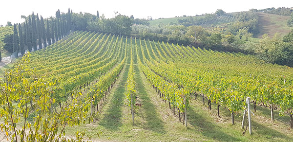 Vigneto Cappella Sant'Andrea