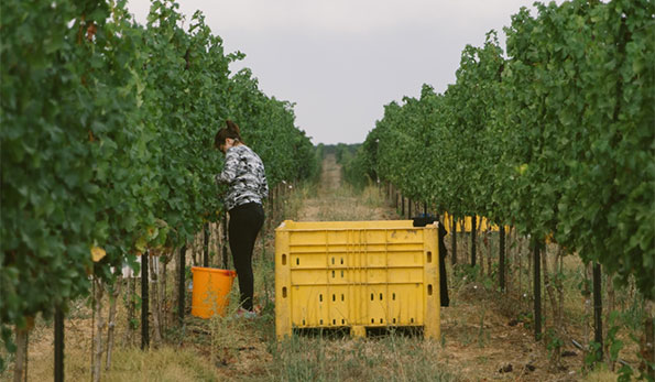 Golan Heights Winery