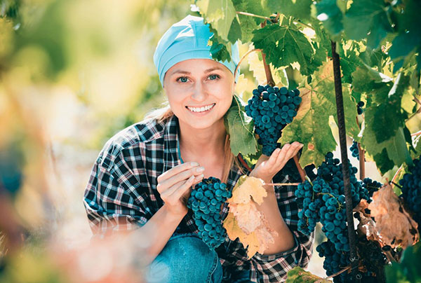 Vino Sostantivo Femminile