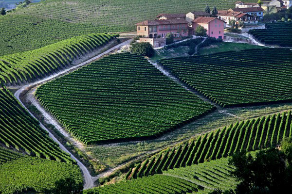 vigneti azienda Prunotto