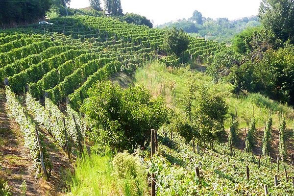 Azienda vinicola Sylla di Mario Sebasteì