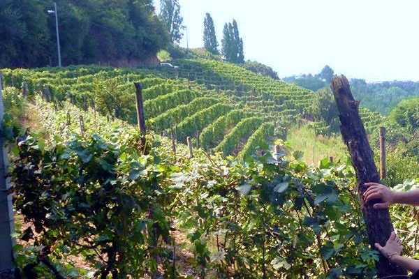 Azienda vinicola Sylla di Mario Sebasteì