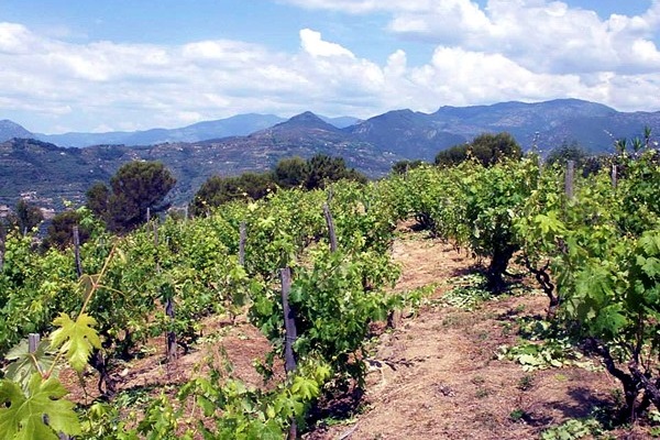 Vigneti azienda Maccario Dringenberg