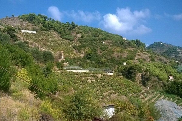 Vigneti azienda Maccario Dringenberg