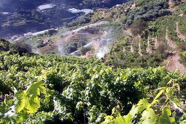 vigneto azienda Maccario Dringenberg