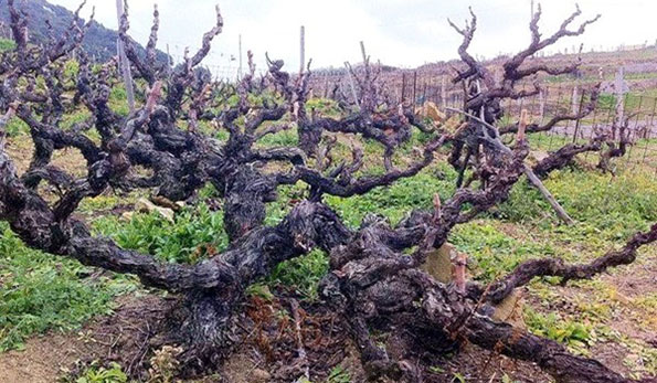 vigneto azienda Maccario Dringenberg