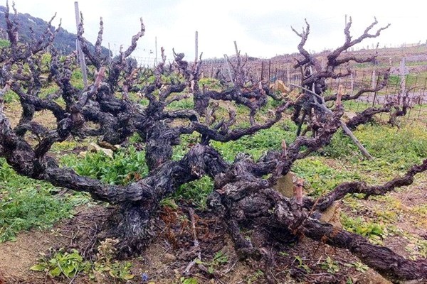 vecchia pianta di rossese