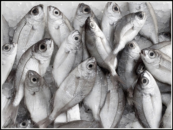 LA GLOTTIDE 6: IL PESCE