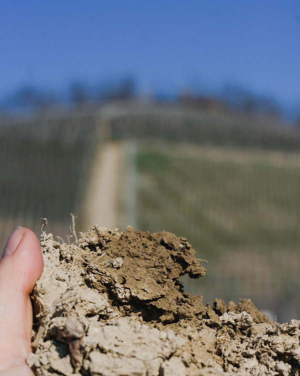 Marna bianca tufacea e sabbia nel vigneto Sanadaive