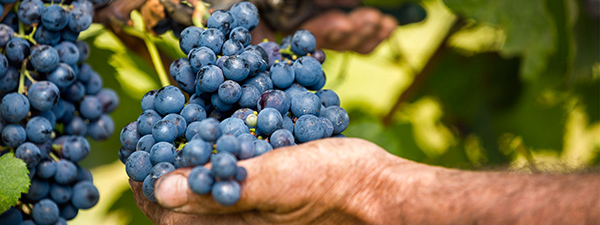 Tenuta Montemagno - uva