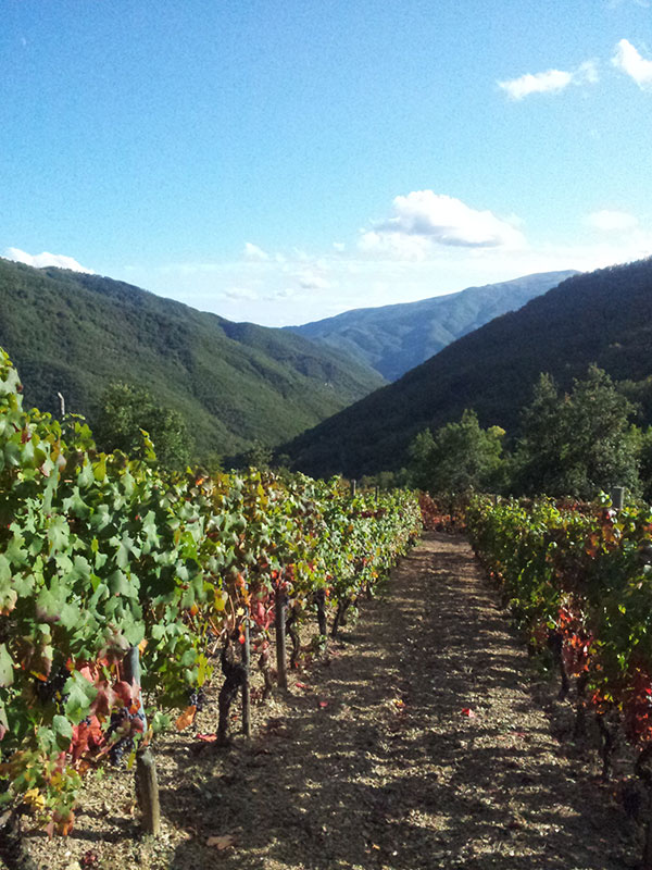 Vigneto di Trastanello