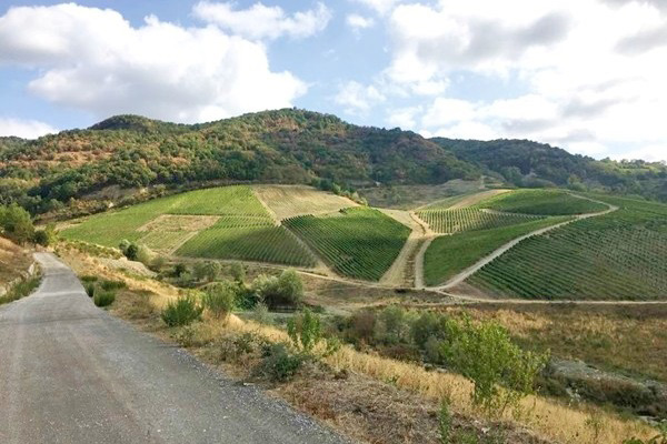 vigneti Cantina Sanpaolo