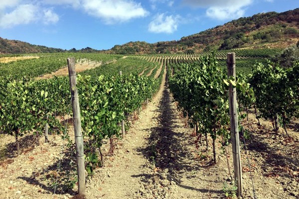 vigneti Cantina Sanpaolo