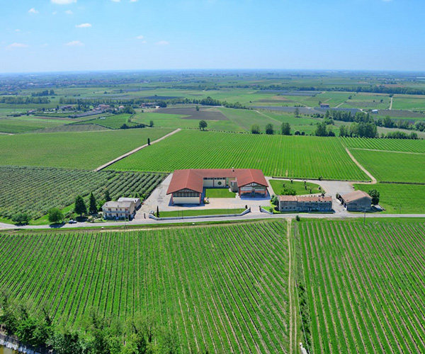 vigneti azienda Albino Piona