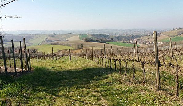 Vigneti a Bertinoro