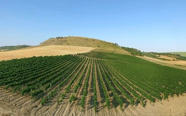 vigneto Poderi D'Agostino