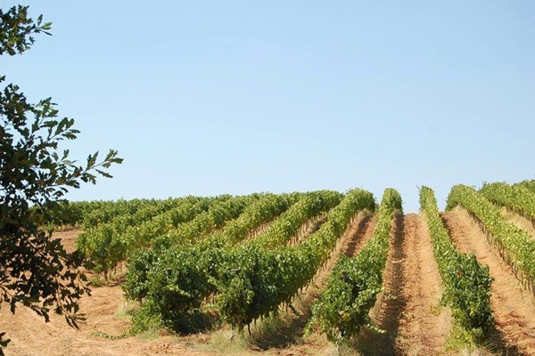 vigneto Poderi D'Agostino