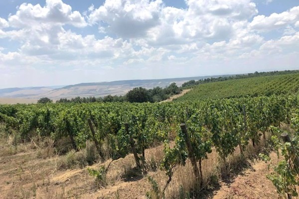 vigneto Poderi D'Agostino