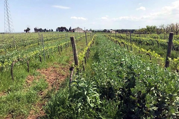 vigneto Poderi D'Agostino