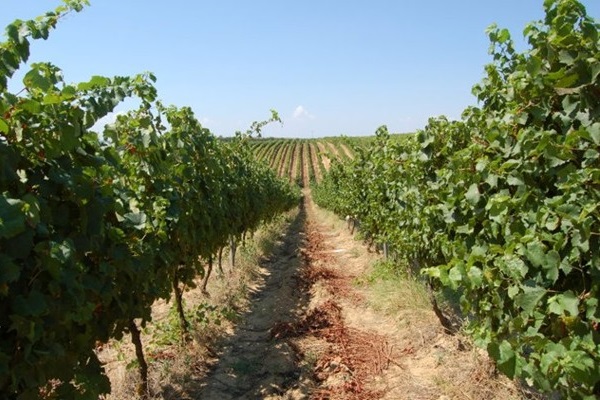 vigneto Cantine Botromagno