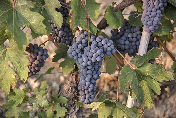 Grappoli di nebbiolo