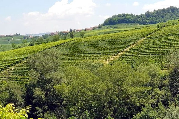 vigneti azienda Montecappone