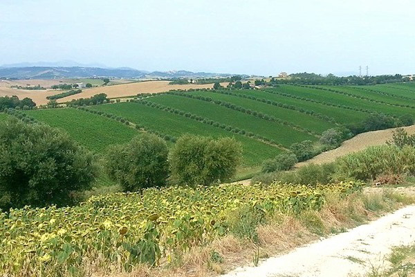 altre vigne Montecappone