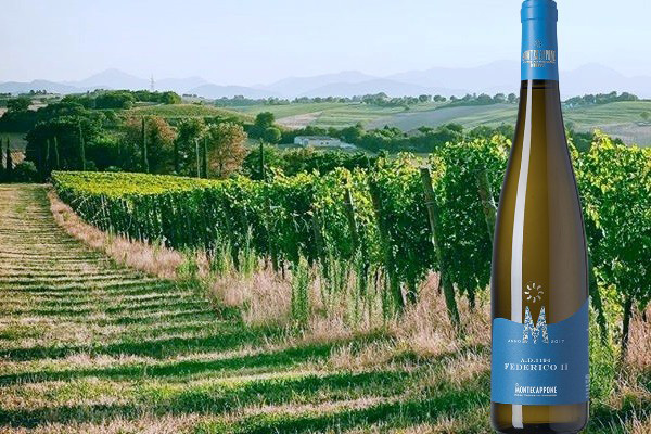 Verdicchio dei Castelli di Jesi Classico Superiore Federico II A.D. 1194 2017 Montecappone